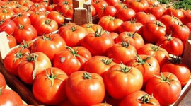Türkiye 57 ülkeye domates ihraç etti