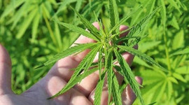 Kenevir üretiminde yerli tohum atağı