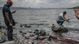 Bakanlıktan balık ölümleri açıklaması