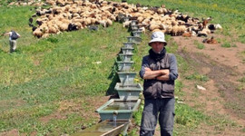 İran’dan gelip Yüksekova’da ayda 3 bin 400 TL’ye çoban oldu