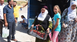 Kilosu 1 TL'den satılıyor!