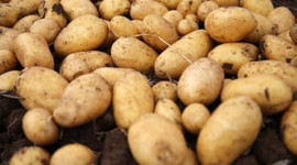 "Nahita" görücüye çıktı