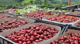 Kiraz ihracatında rekor gelebilir