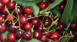 Çin'e kiraz ihracatı artık "beklemeyecek"