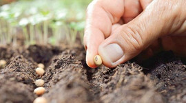 Yerli ve milli tohumlar tanıtıldı