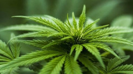 Kenevir üretimiyle çiftçinin geliri 4-5 kat artacak