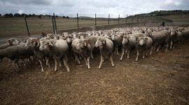 Kurban kesim bedelleri açıklandı!