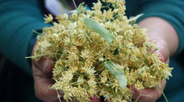 Ihlamurdan bal akıyor