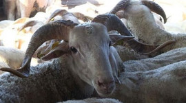 Kurbanlıklar görücüye çıktı