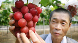 Bir avuç üzüm 63 bin lira
