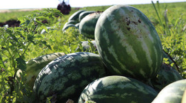 Diyarbakır'da karpuz rekoltesinde yüzde 43 artış