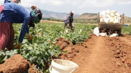 Salatalığın kilosu tarlada 50 kuruş