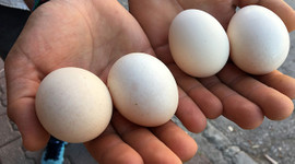 Yumurta üreticileri kesim desteği bekliyor