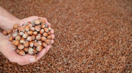 Fındık üreticilerine ''erken toplamayın'' uyarısı