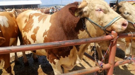 'Paşa' 18 bin liraya alıcı bekliyor