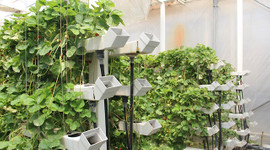 'Çöplük'te açan orkideler