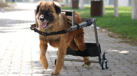 Vestel'e İngiltere’den ödül geldi