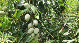 Tropikal meyve üreticilerinde hedef Avrupa pazarı