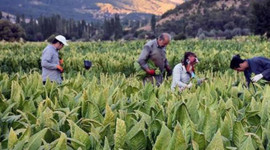 Resmi olarak açıklandı! İşte tütün açık artırma fiyatları