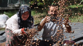 Fındık üreticilerine önemli uyarı