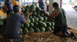 Domates 50, karpuz 20 kuruşa düştü