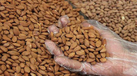 Kayısı çekirdeği fiyatları arttı