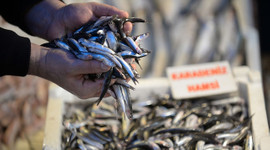 Karadeniz alarm veriyor: 20 yıldır böylesi görülmedi