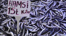 Karadeniz’de hamsi bolluğu!