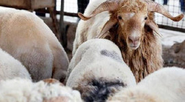 Türkiye'nin hayvan varlığı 70 milyona yaklaştı