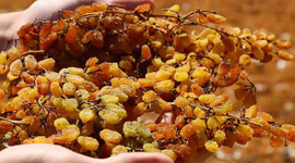 TMO'dan çekirdeksiz kuru üzümde 10 bin tonluk alım