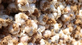 Eylül ayı zam şampiyonu sarımsak oldu