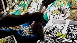 'Balık stokları tükeniyor' uyarısı