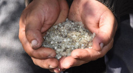 Alaçatı’daki sakız ağaçlarından 40 yıl sonra ilk hasat