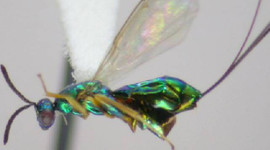 Türkiye'yi 18 milyon dolarlık zarardan kurtaracak "Torymus" böceği