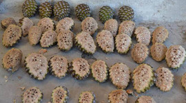 Çam fıstığı kozalağı ailelerin geçim kaynağı