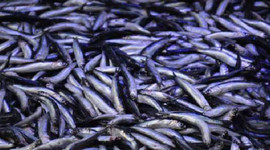 Hamsinin fiyatı 7,5 TL birden düştü