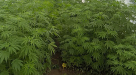 Kenevir ekim alanı 5 kat arttı