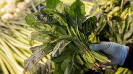 Halcilerden ıspanak uyarısı