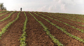 Türkiye'nin e-tarım stratejisi belirlenecek