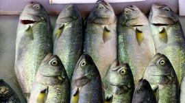 Lüfer Marmara’da balıkçının yüzünü güldürmeye başladı