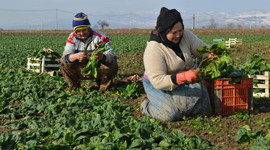2 bin 500 dönüm ekili ıspanak tarlada kaldı