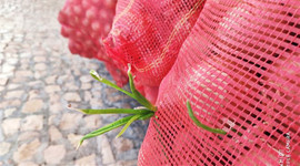 Ucuz diye satmadıkları soğanlar filizlendi