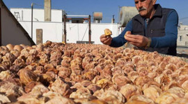 Bir ilçenin geçim kaynağı oldu!