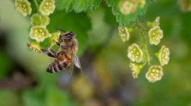 AP'den arıları koruma adımı