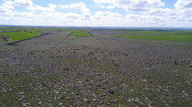 Yağışlar GAP çiftçisine "nefes" aldırdı