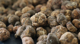 Ticaret Bakanlığı trüf mantarı ihalesi gerçekleştirecek