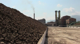 Şeker kotaları belirlendi