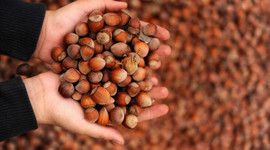 Fındık üretimi yüzde 50,7 arttı