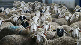 150 bin hayvanın soy kütüğü oluşturulacak