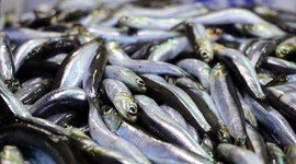 İstanbul'da 2019'da en çok tüketilen balık hamsi oldu